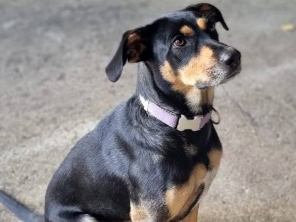 Vuoi adottare un cane a Vicenza?