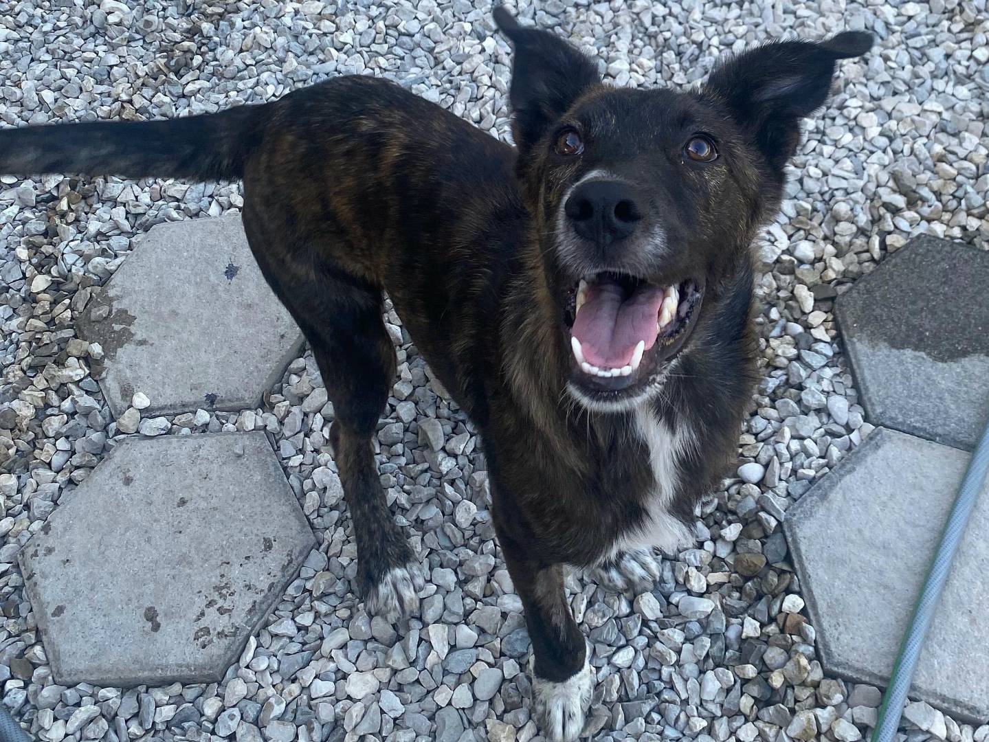 Adotta un cane, maschio, 1 anno, Teramo