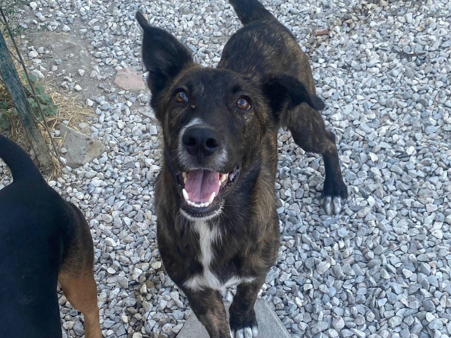 Vuoi adottare un cane a Teramo?