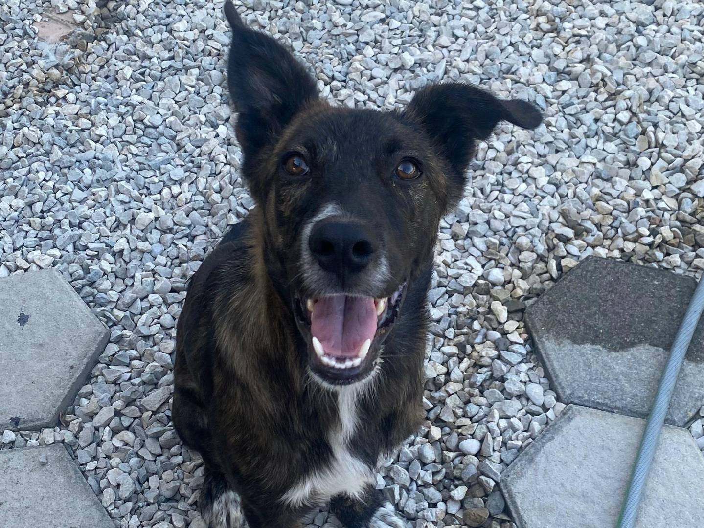 Adotta il cane Matt a Teramo