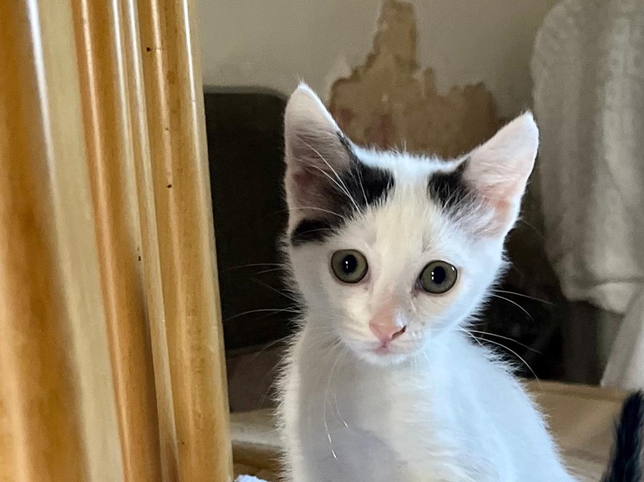 Adozione gatto, femmina, Razza sconosciuta Razza sconosciuta, 2 mesi, taglia non valida, Ancona