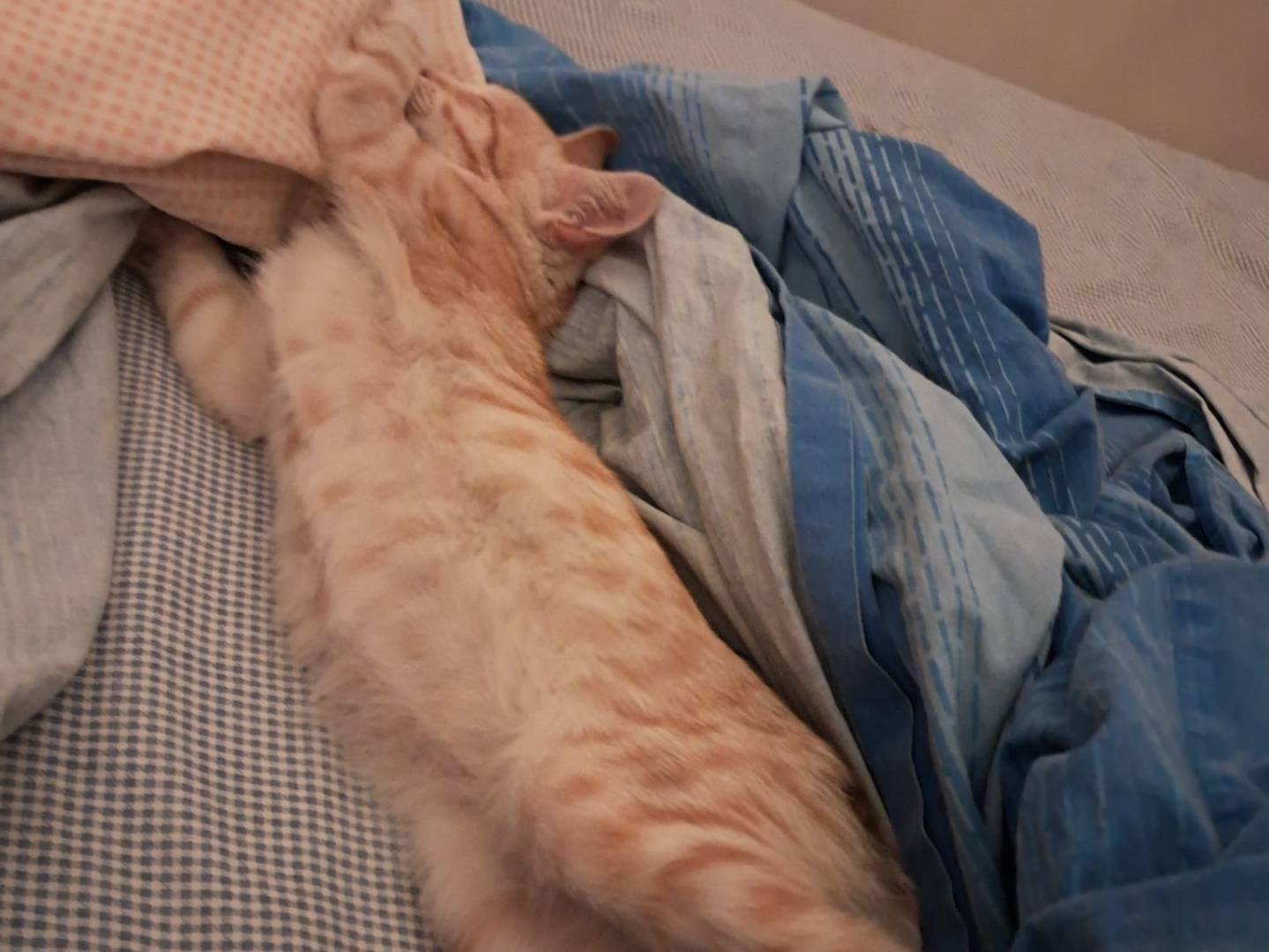 Adotta un gatto, maschio, 2 mesi, Latina