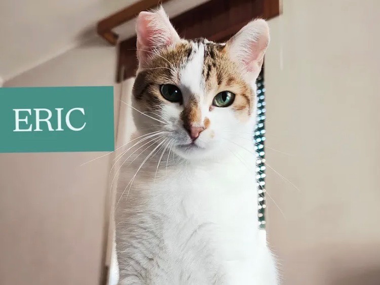 Adozione gatto, maschio, Razza sconosciuta Razza sconosciuta, 1 anno, taglia non valida, Bari