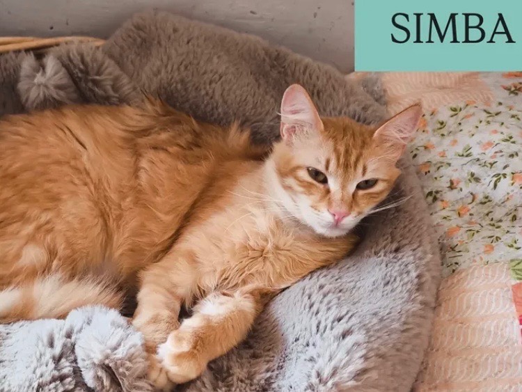 Adozione gatto, maschio, Razza sconosciuta Razza sconosciuta, 1 anno, taglia non valida, Bari
