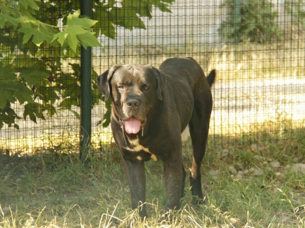Adotta un cane, maschio, 8 anni e 8 mesi, Lodi