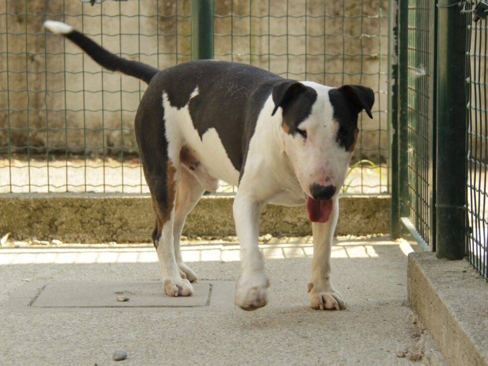 Adotta un cane, maschio, 6 anni e 7 mesi, Lodi