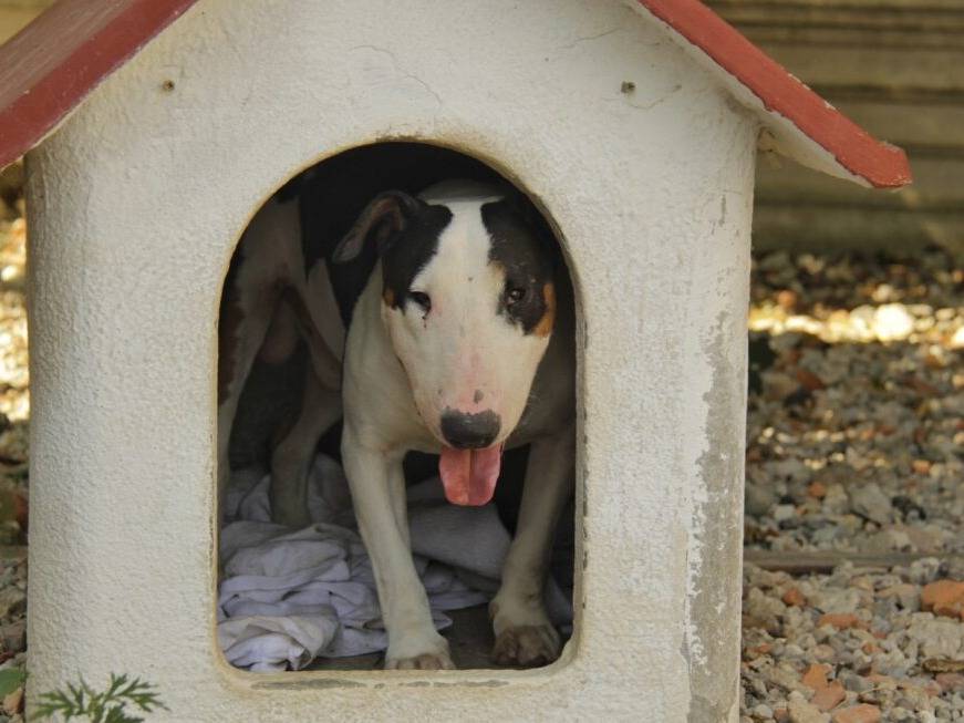 Adotta un cane, taglia grande, maschio, Lodi