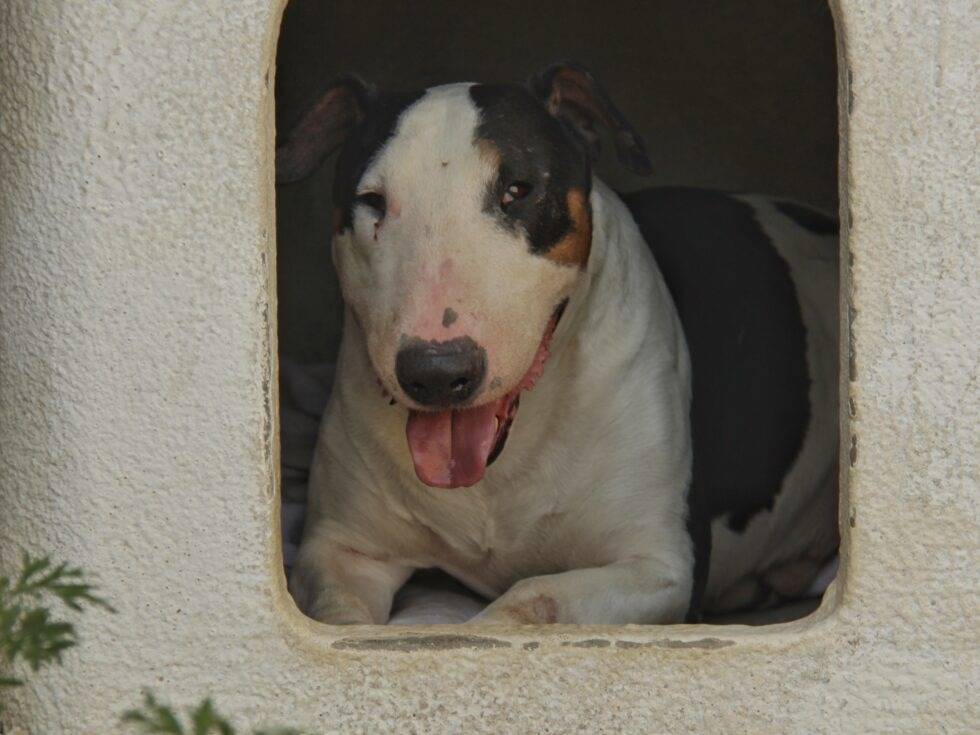 Vuoi adottare un cane a Lodi?