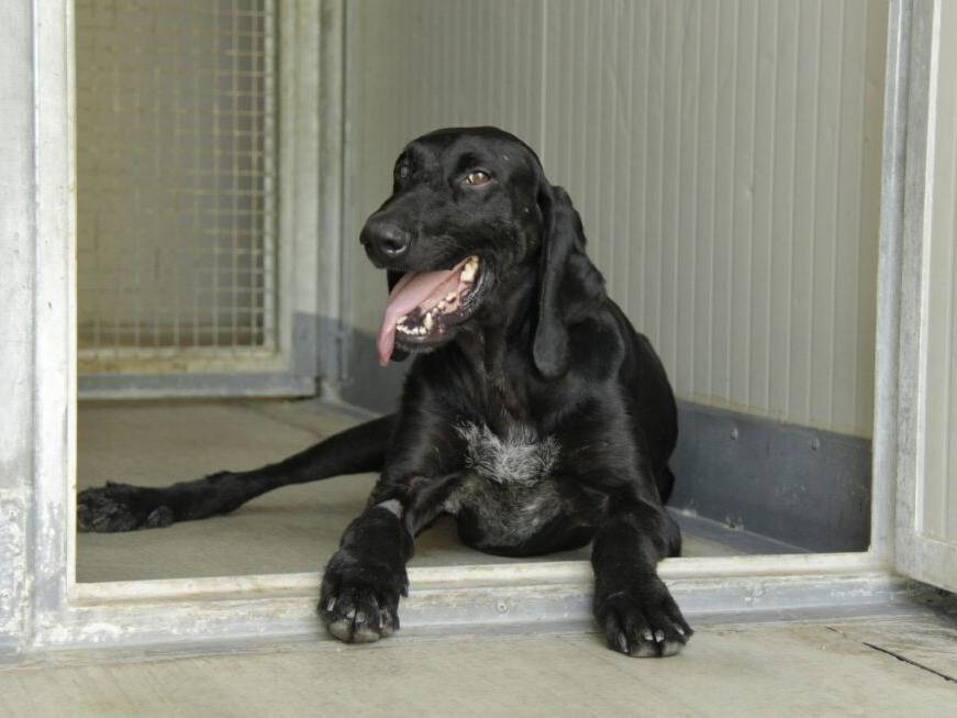 Adozione cane, maschio, Bracco Razza sconosciuta, 11 mesi, taglia media, Lodi