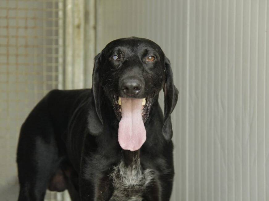 Adotta un cane, maschio, 11 mesi, Lodi