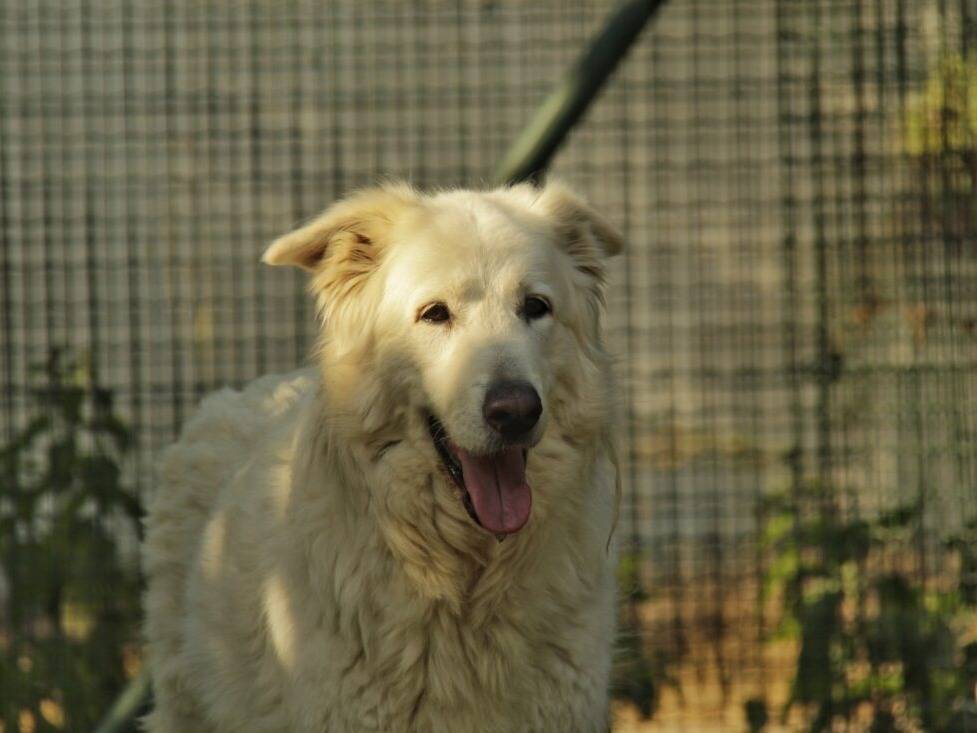 Foto 1 dell'animale