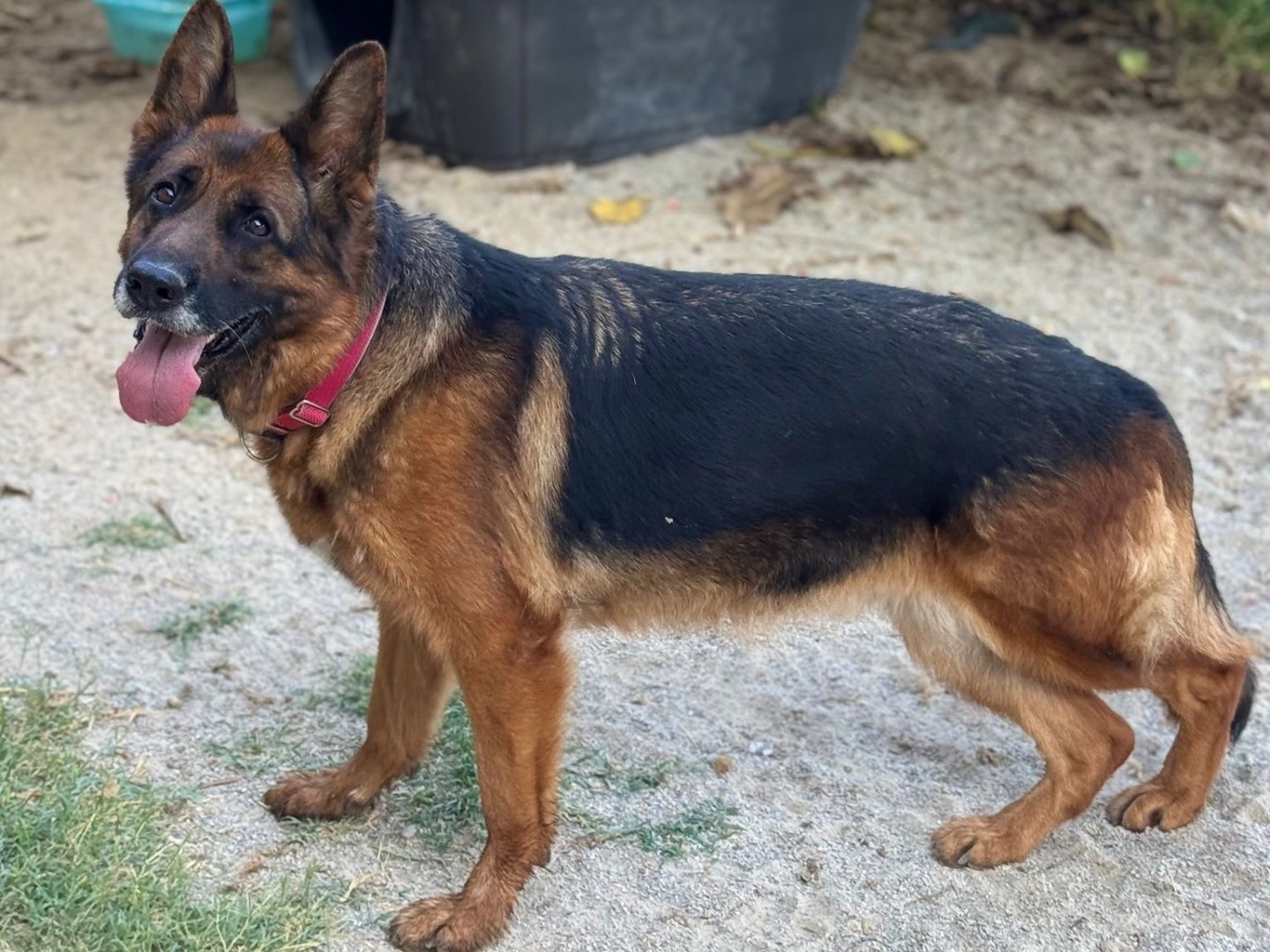 Vuoi adottare un cane a Catanzaro?