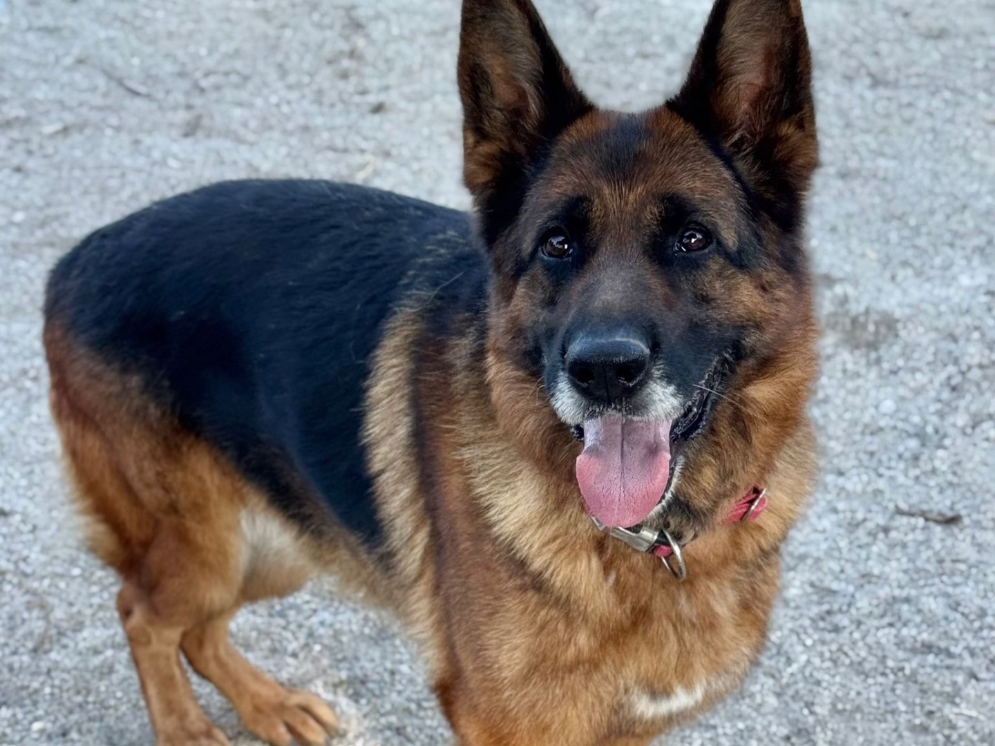 Adotta il cane Dana a Catanzaro