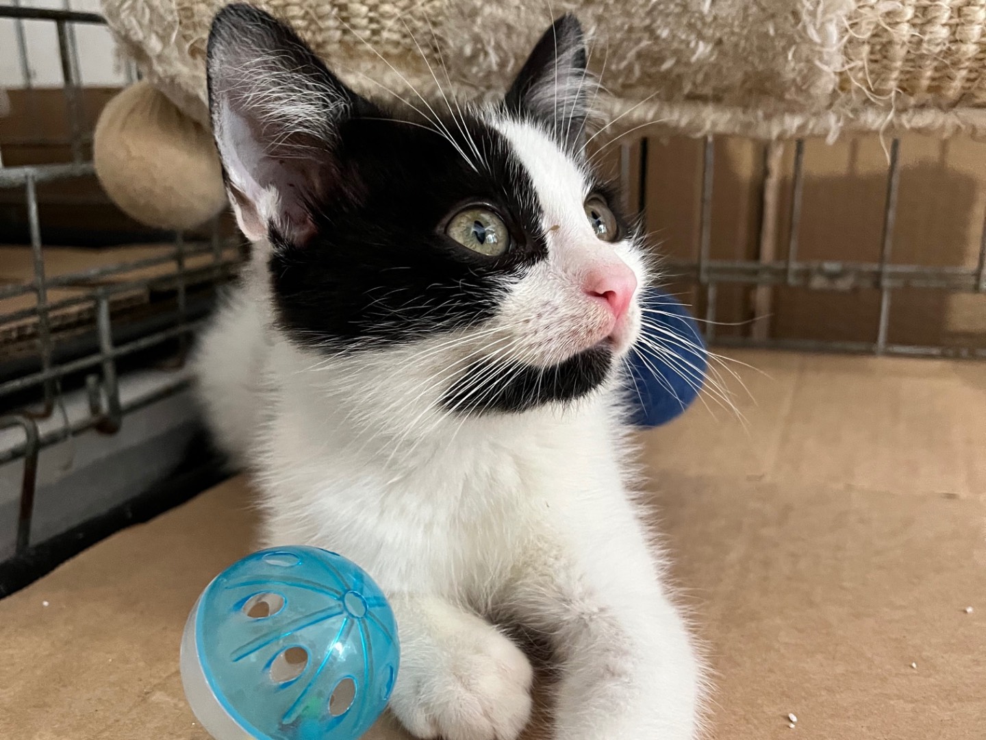 Adotta un gatto, maschio, 2 mesi, Padova