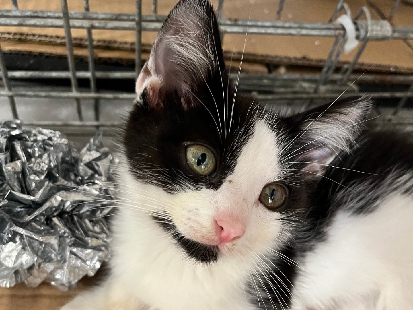 Adotta un gatto, taglia non valida, maschio, Padova