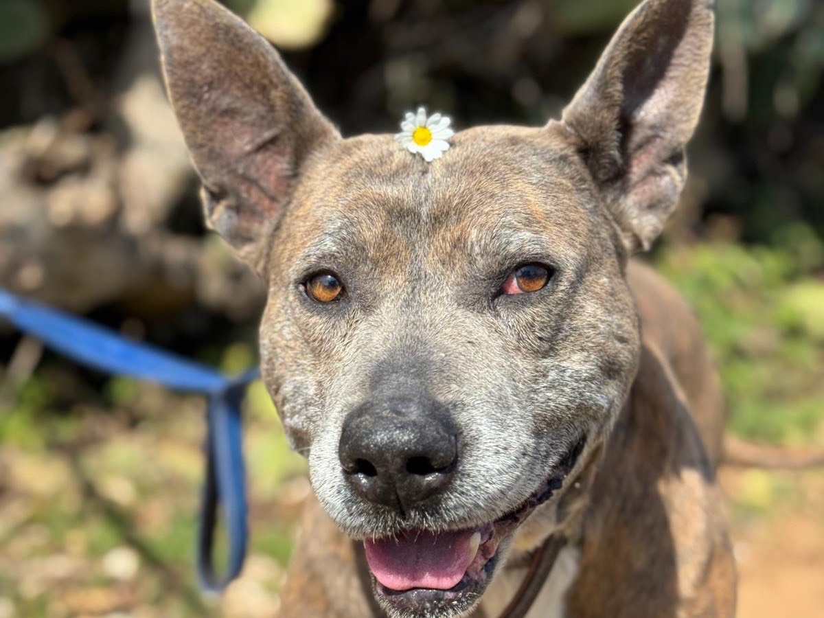 Adozione cane, maschio, Amstaff Razza sconosciuta, 8 anni e 2 mesi, taglia grande, Catanzaro