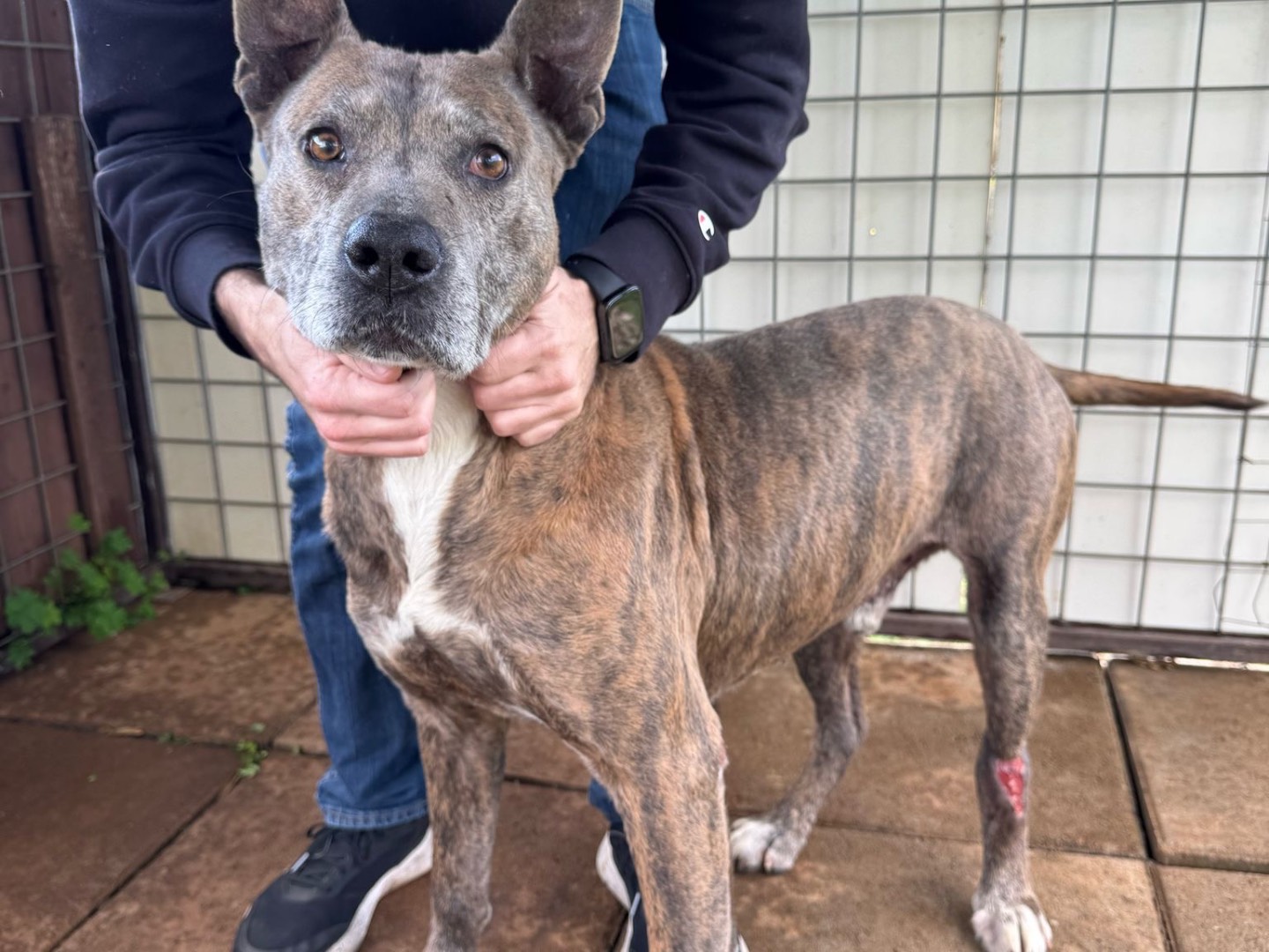 Adotta un cane, maschio, 8 anni e 2 mesi, Catanzaro