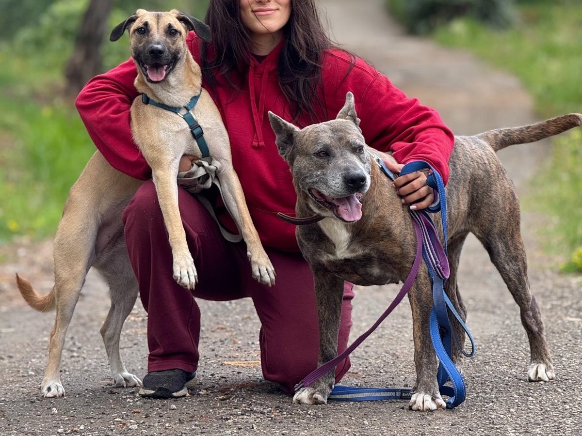 Adotta un cane, taglia grande, maschio, Catanzaro