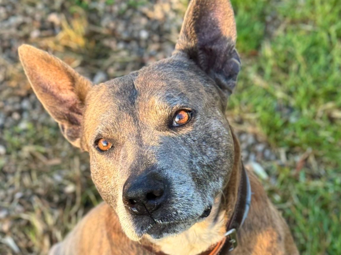 Vuoi adottare un cane a Catanzaro?