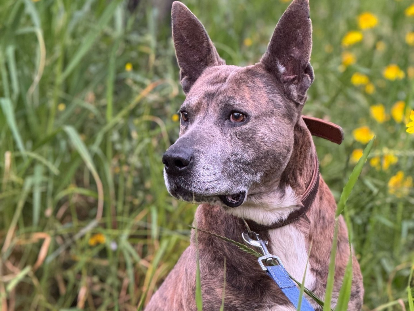 Adotta il cane Zagor a Catanzaro