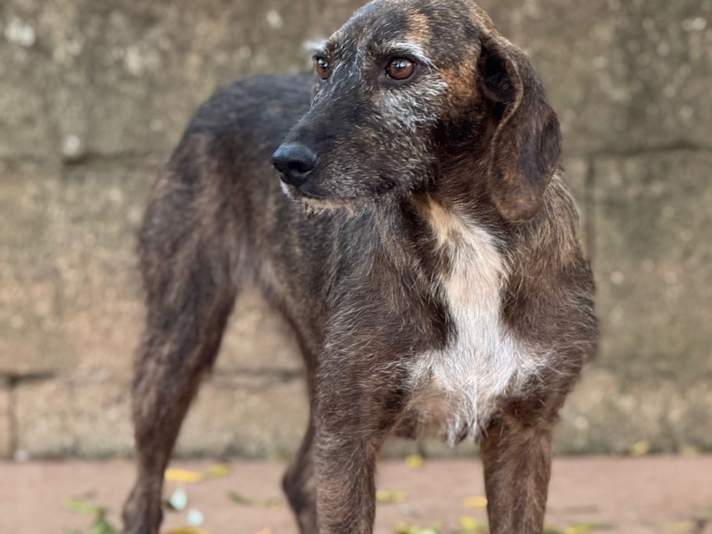 Vuoi adottare un cane a Catanzaro?