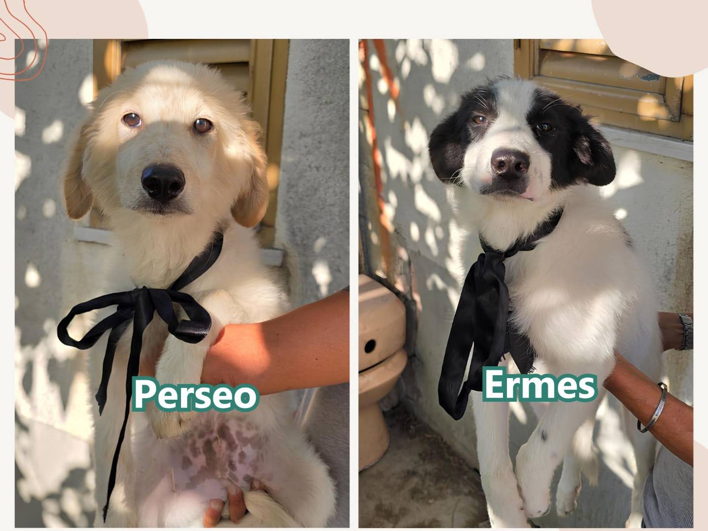 Adozione cane, maschio, Razza sconosciuta Razza sconosciuta, 3 mesi, taglia media, Crotone