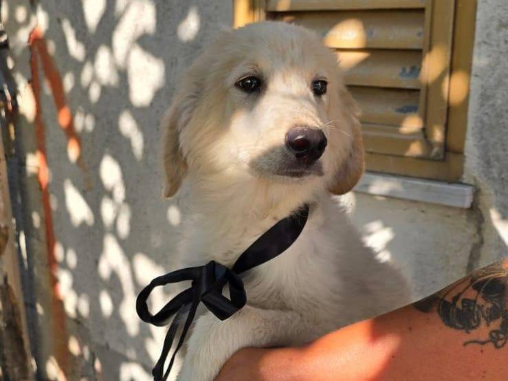 Adotta un cane, maschio, 3 mesi, Crotone