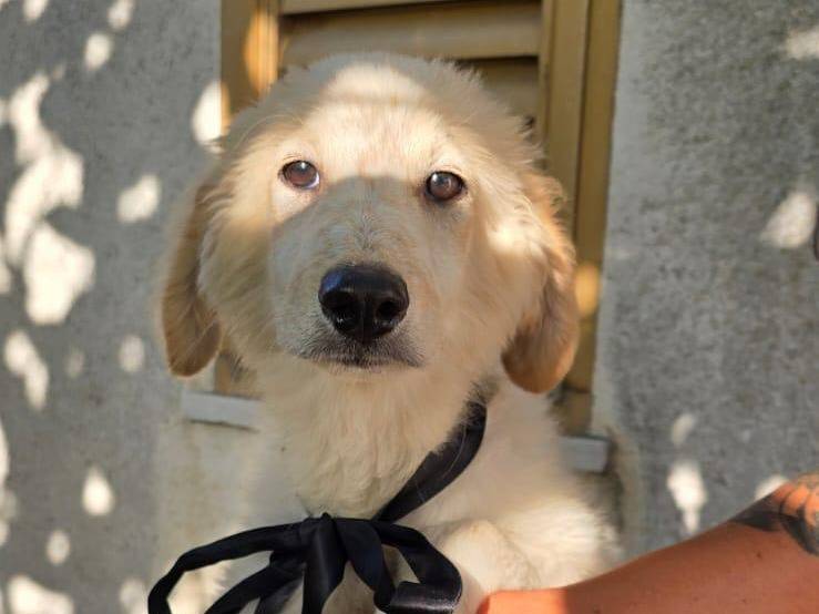 Adotta un cane, taglia media, maschio, Crotone