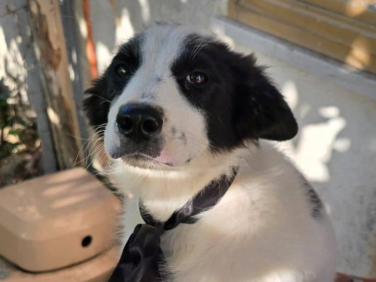 Vuoi adottare un cane a Crotone?