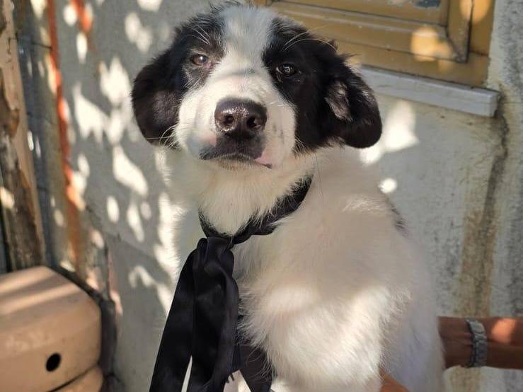 Adotta il cane Perseo Ermes  a Crotone