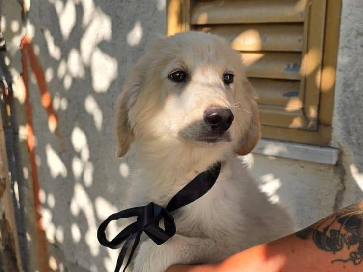 Adotta un cane, maschio, 3 mesi, Crotone