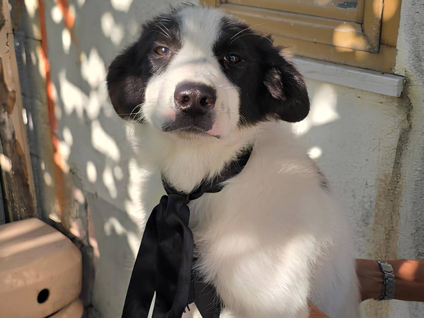 Adotta il cane Perseo Ermes a Crotone