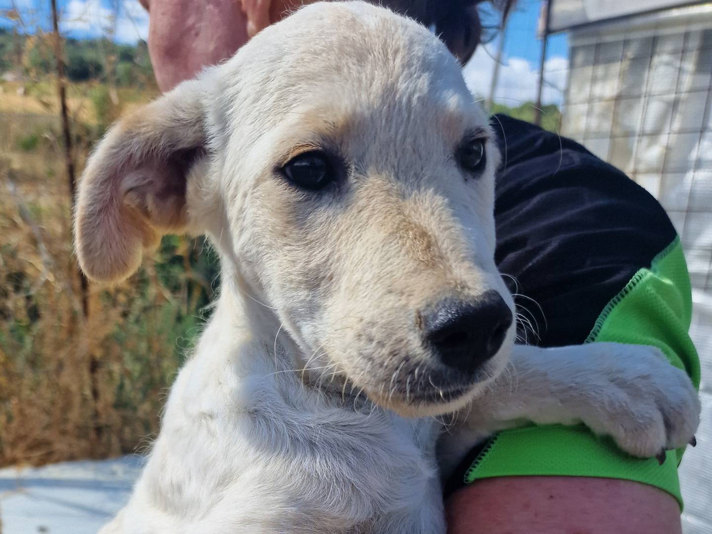 Vuoi adottare un cane a Palermo?