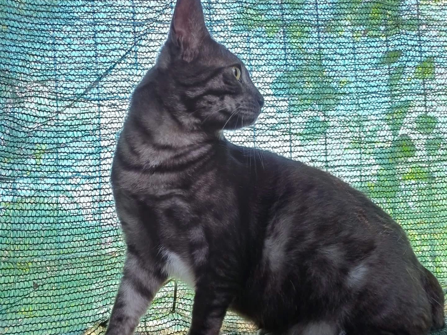 Adotta un gatto, taglia non valida, maschio, Perugia