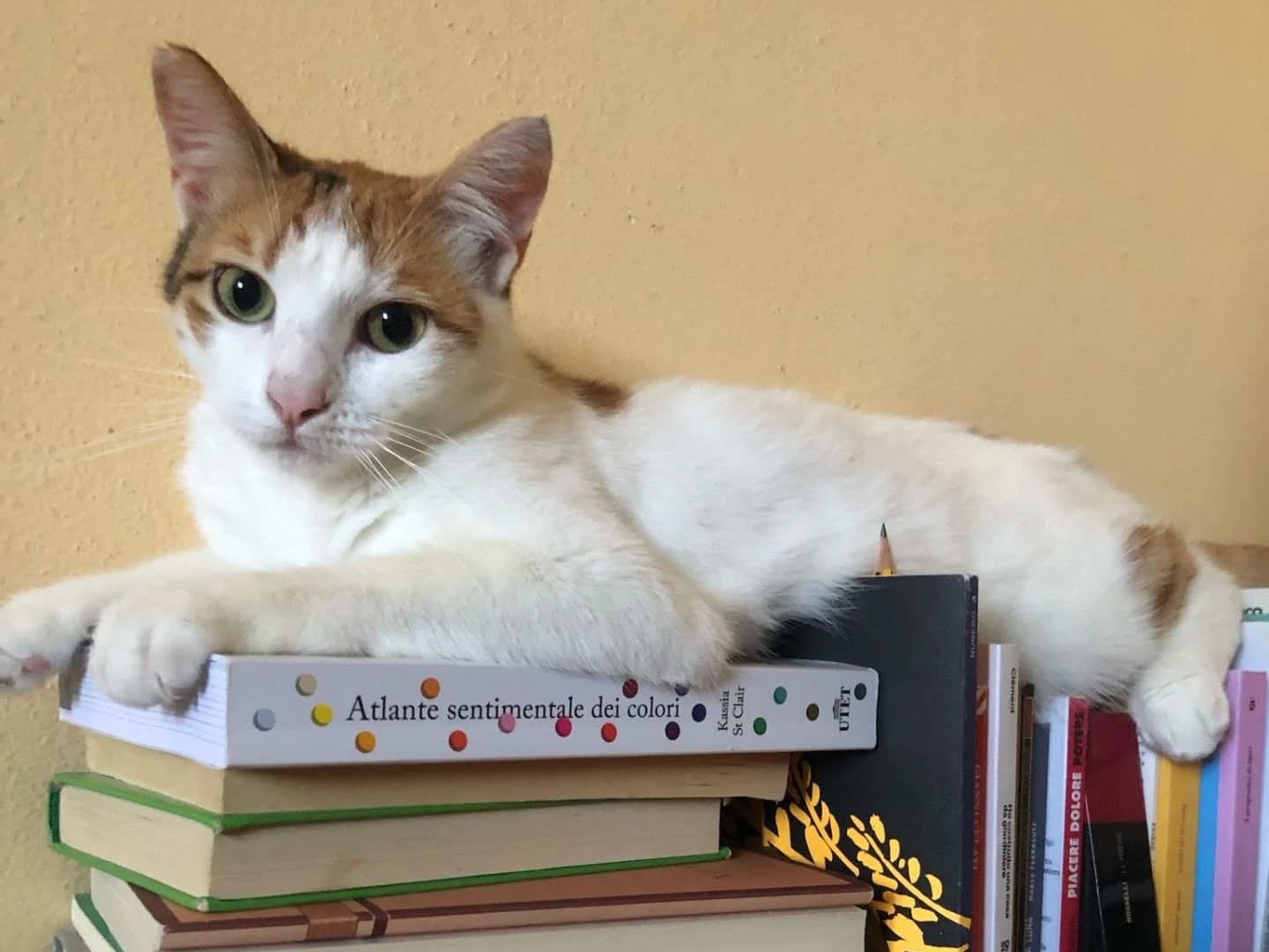 Adozione gatto, femmina, Razza sconosciuta Razza sconosciuta, 1 anno e 1 mese, taglia non valida, Perugia