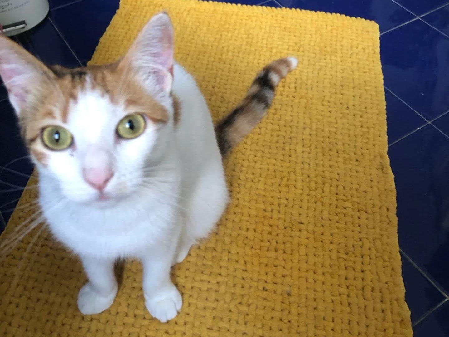Adotta un gatto, femmina, 1 anno e 1 mese, Perugia