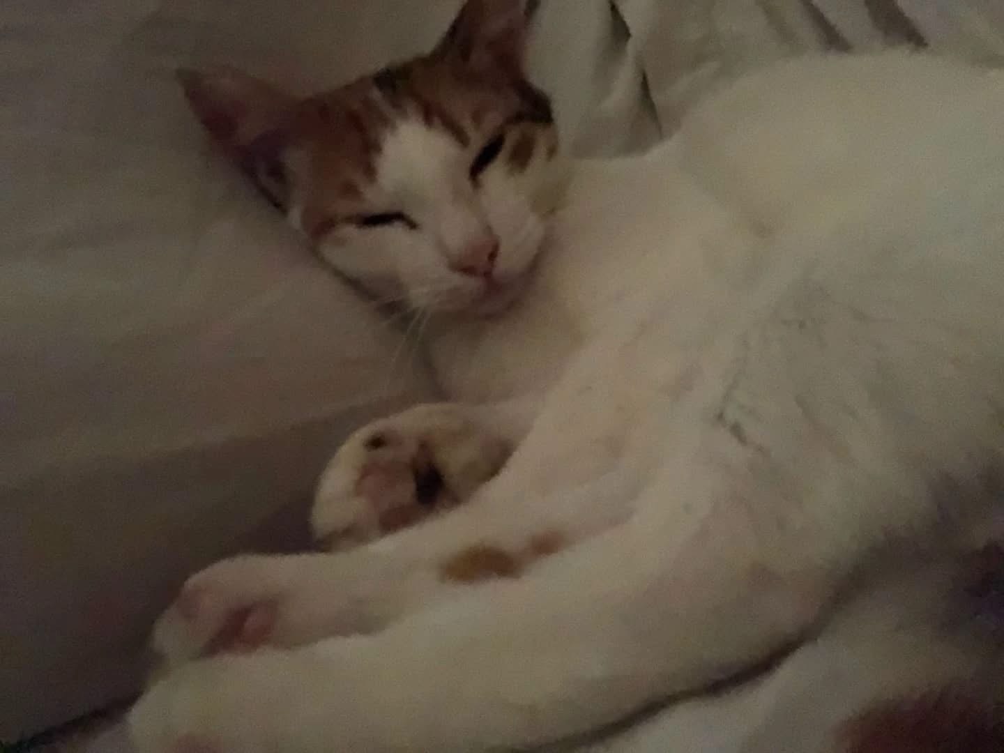 Adotta un gatto, taglia non valida, femmina, Perugia