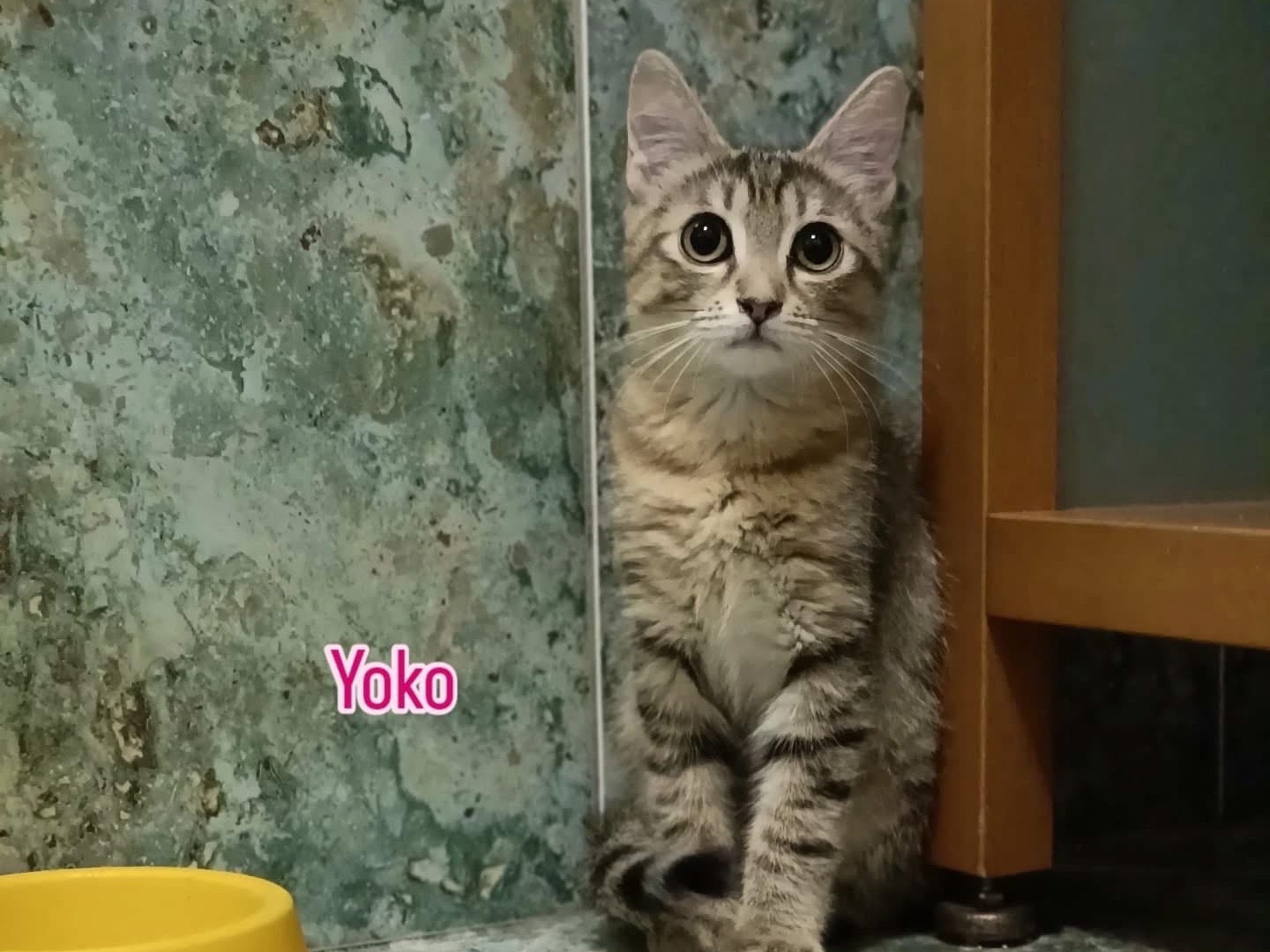 Adozione gatto, femmina, Razza sconosciuta Razza sconosciuta, 4 mesi, taglia non valida, Perugia