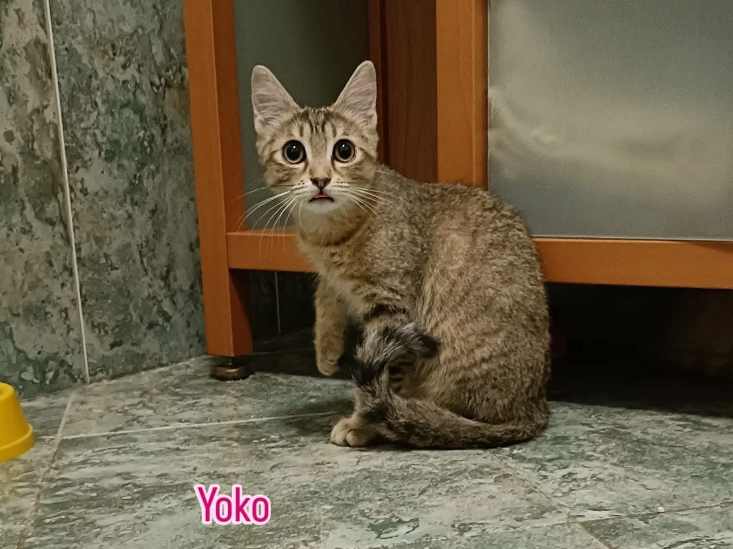 Adotta un gatto, femmina, 4 mesi, Perugia
