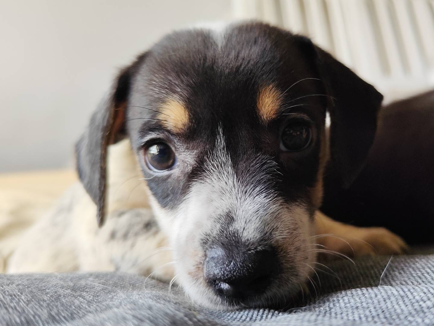 Adozione cane, femmina, Segugio Razza sconosciuta, 1 mesi, taglia media contenuta, Messina