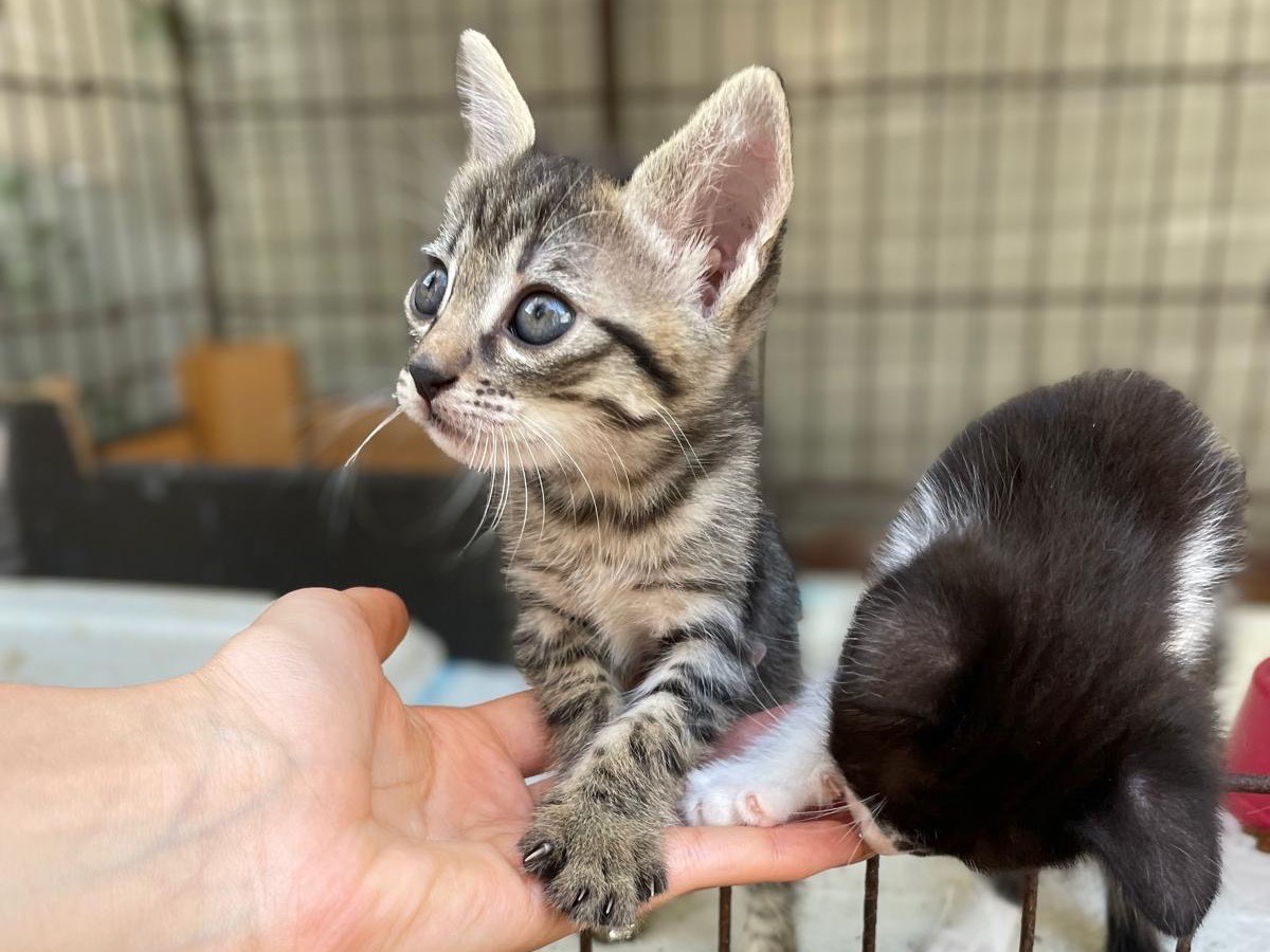 Vuoi adottare un gatto a Sassari?