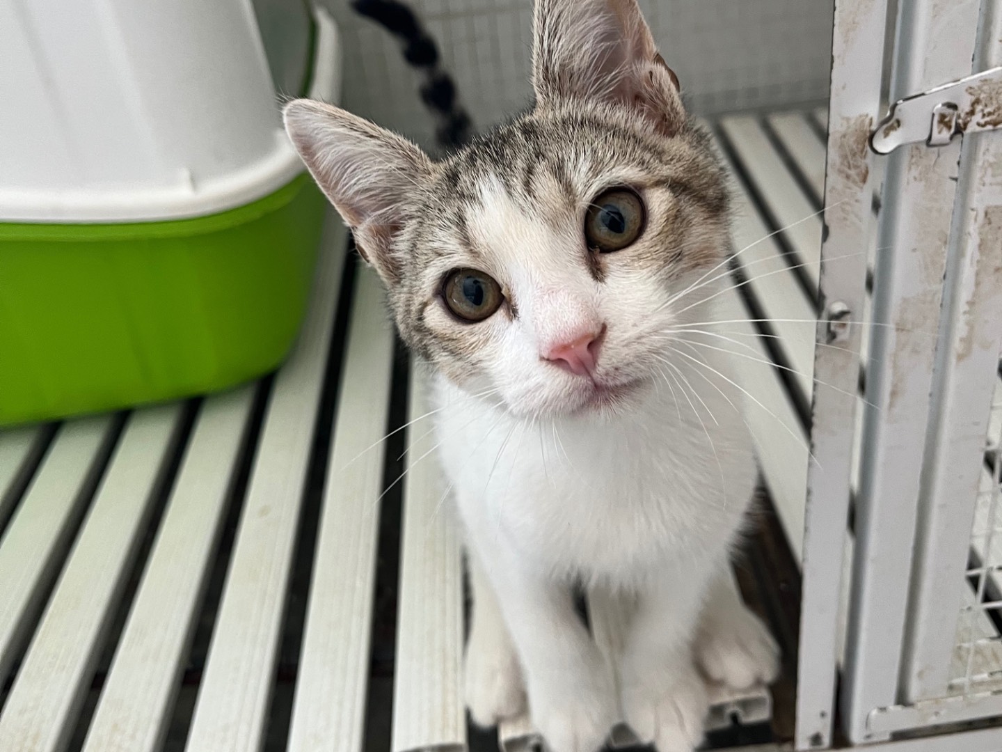 Adozione gatto, maschio, Razza sconosciuta Razza sconosciuta, 3 mesi, taglia non valida, Potenza