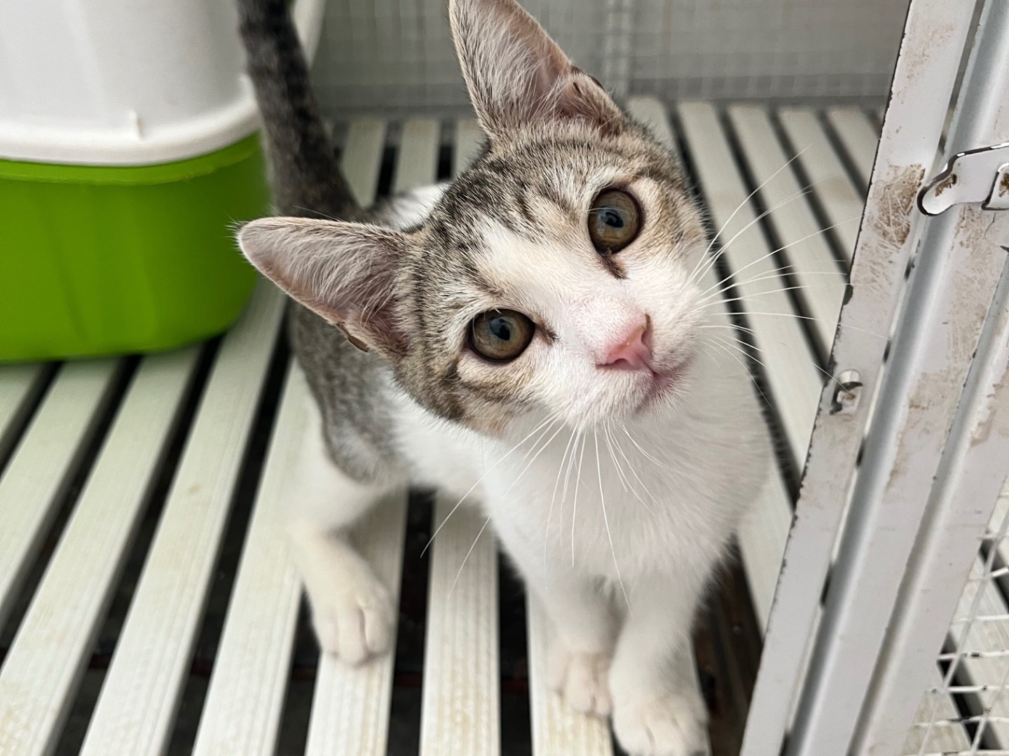 Adotta un gatto, maschio, 3 mesi, Potenza
