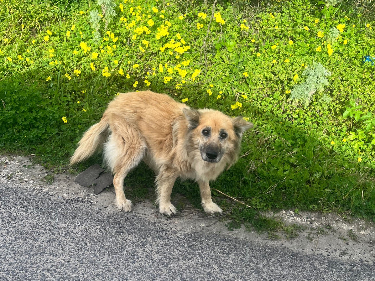 Adozione cane, femmina, Razza sconosciuta Razza sconosciuta, 11 anni e 5 mesi, taglia media, Sassari