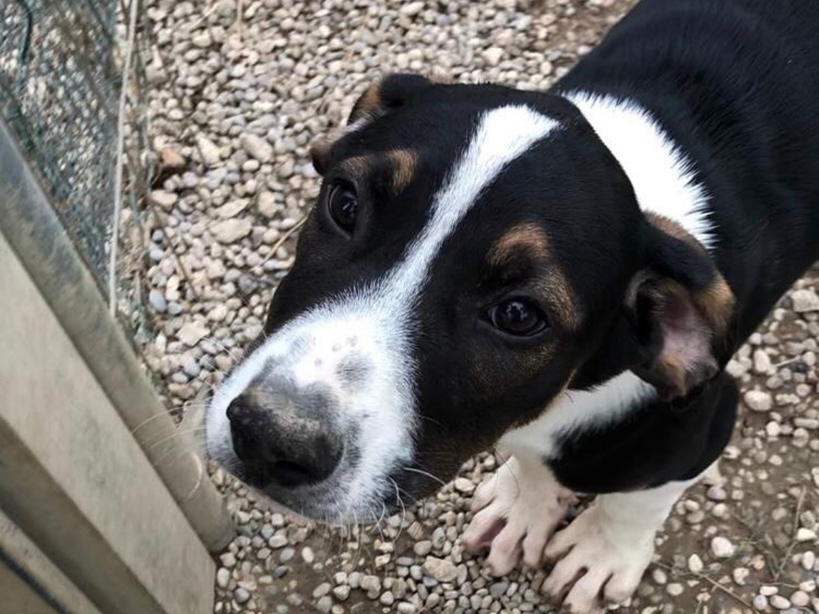 Vuoi adottare un cane a Treviso?