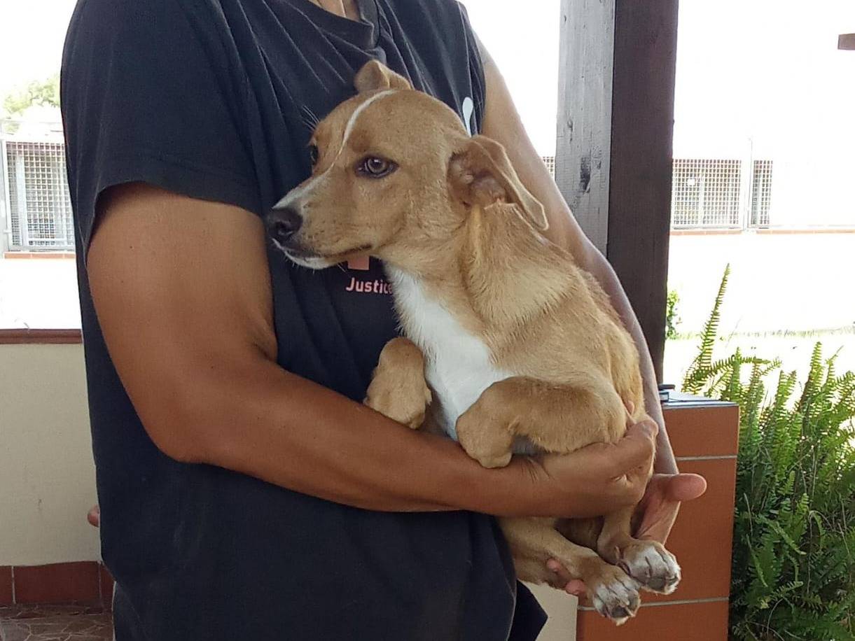 Vuoi adottare un cane a Caserta?