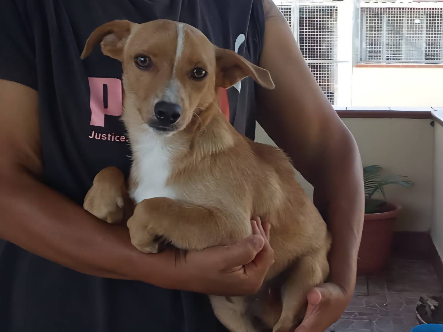 Adotta il cane DOBBY a Caserta