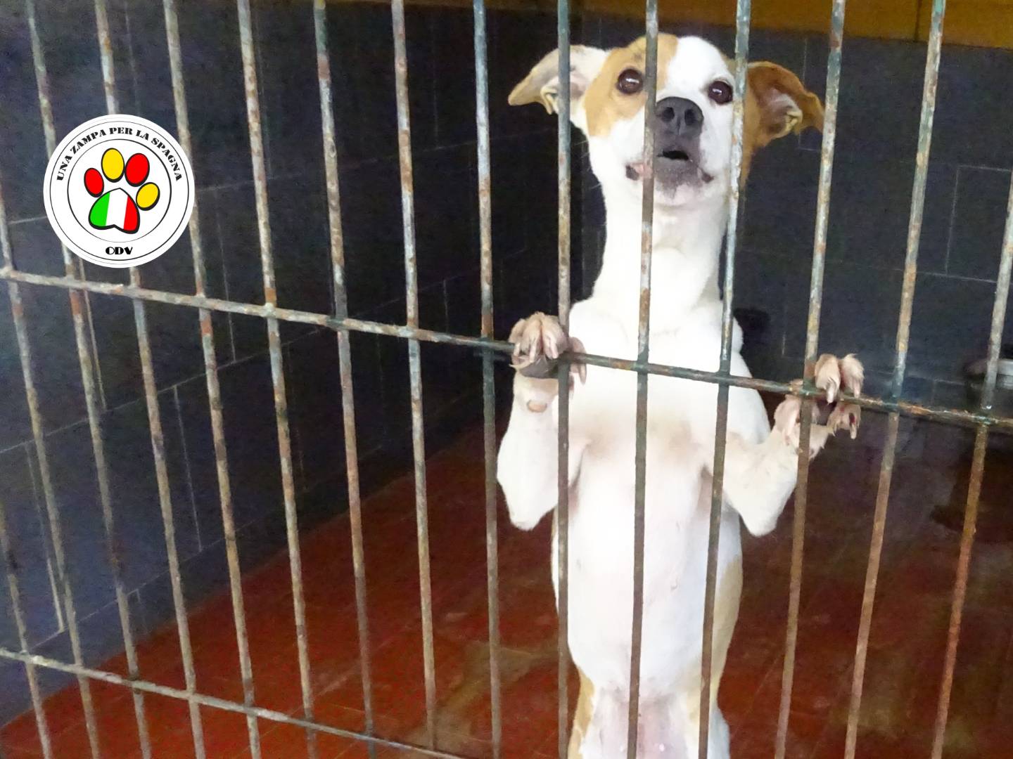 Adozione cane, femmina, Razza sconosciuta Razza sconosciuta, 1 anno, taglia media contenuta, Milano