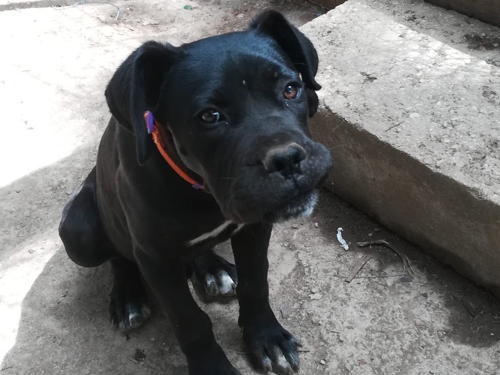 Vuoi adottare un cane a Salerno?