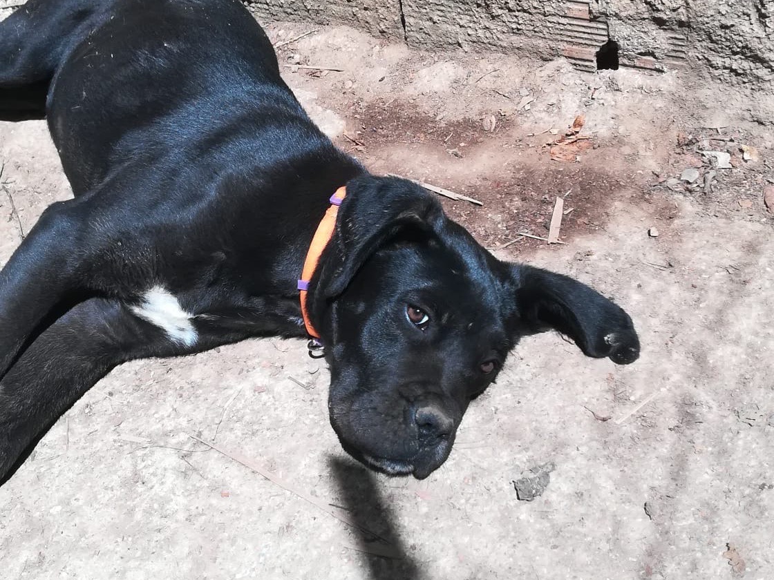 Adotta il cane Ulisse a Salerno
